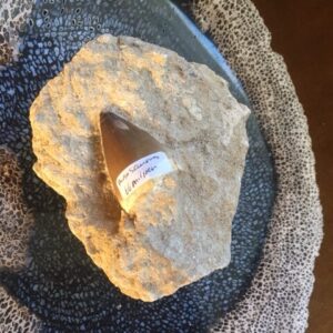 Fossiel Haaientand: 9.3x8x11 cm (lxbxh) - 266 gr - van Mosasaurus van 66 miljoen jaar