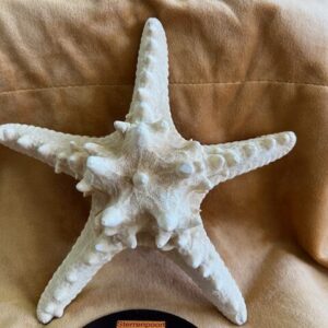 Schelp ZEESTER - INCL MP3 26 : doorsnede 21 cm, hoog 6,5 cm - 164 gram. Regenereert & Harmoniseert