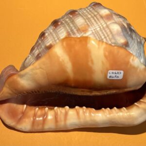 Schelp Cassis Rufa INCL MP3 26: 15x11x9 cm - 379 gr: Oranje BaarMoederMond - Indische Oceaan