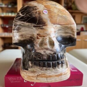 Versteend Hout Skull 1 XL = 18x10x13,5 cm (lxbrxh) = 3,5kg - uit Indonesië