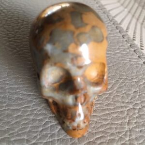 Koraal Fossiel Skull 2