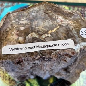 Versteend Hout Boomstammetje - Fossiel Hout nr 30: 4.5x7.5x9.5 cm - 634 gr - LeMUria Madagaskar