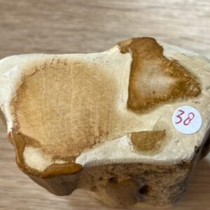 Versteend Hout Boomstammetje - Indonesië: ± 6.2 cm hoog